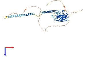 AlphaFold protein structure predicition of Mouse Recombinant Spag4 Protein, UniprotID Q9JJF2