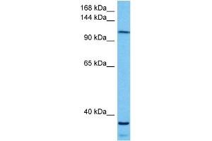 Host:  Mouse  Target Name:  KIF5B  Sample Tissue:  Mouse Skeletal Muscle  Antibody Dilution:  1ug/ml (KIF5B anticorps  (C-Term))