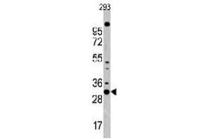 Western blot analysis of CDC2 polyclonal antibody  in 293 cell line lysates (35 ug/lane). (CDK1 anticorps  (N-Term))