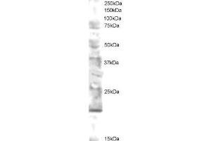 ABIN184736 staining (0. (UBE2V2 anticorps  (N-Term))