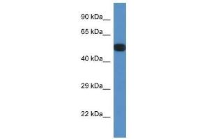 Western Blot showing Ppp2r5e antibody used at a concentration of 1. (PPP2R5E anticorps  (N-Term))