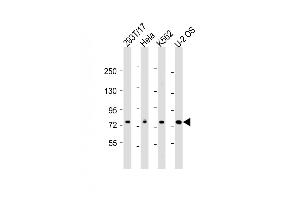All lanes : Anti-NDC80 Antibody (C-Term) at 1:2000 dilution Lane 1: 293T/17 whole cell lysate Lane 2: Hela whole cell lysate Lane 3: K562 whole cell lysate Lane 4: U-2 OS whole cell lysate Lysates/proteins at 20 μg per lane. (NDC80 anticorps  (AA 508-539))