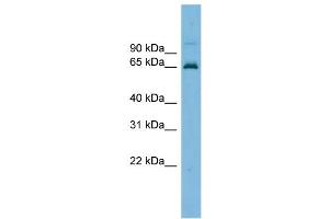 WB Suggested Anti-TRIM25 Antibody Titration: 0. (TRIM25 anticorps  (Middle Region))
