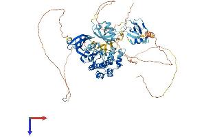 AlphaFold protein structure predicition of Human Recombinant DCLK2 Protein, UniprotID Q8N568