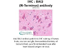 Image no. 1 for anti-Brain-Specific Angiogenesis Inhibitor 2 (BAI2) (Extracellular Domain), (N-Term) antibody (ABIN1732204) (BAI2 anticorps  (Extracellular Domain, N-Term))