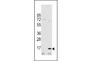 Western blot analysis of LC3 (G8a) (arrow) using rabbit polyclonal Autophagy LC3 Antibody (G8a)  1801d. (MAP1LC3A anticorps  (AA 91-117))