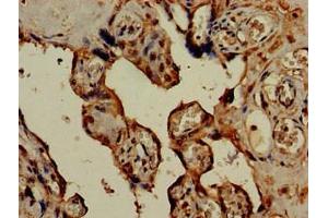 Immunohistochemistry of paraffin-embedded human placenta tissue using ABIN7142284 at dilution of 1:100