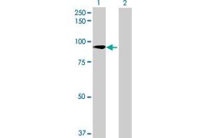 Western Blot analysis of ZNF573 expression in transfected 293T cell line by ZNF573 MaxPab polyclonal antibody.