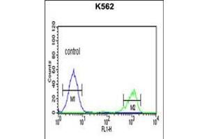 Flow cytometric analysis of K562 cells (right histogram) compared to a negative control cell (left histogram). (ADH7 anticorps  (C-Term))