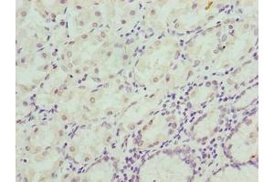Immunohistochemistry of paraffin-embedded human stomach tissue using ABIN7147940 at dilution of 1:100 (CIPC/KIAA1737 anticorps  (AA 1-399))