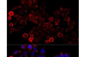 Immunofluorescence analysis of HeLa cells using KAT7 Polyclonal Antibody at dilution of 1:100 (40x lens). (MYST2 anticorps)