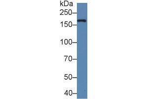 Detection of XDH in Bovine Milk using Polyclonal Antibody to Xanthine Dehydrogenase (XDH) (XDH anticorps  (AA 1-300))