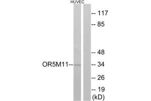 Western Blotting (WB) image for anti-Olfactory Receptor, Family 5, Subfamily M, Member 11 (OR5M11) (C-Term) antibody (ABIN1853270) (OR5M11 anticorps  (C-Term))