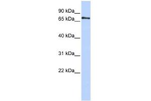 WB Suggested Anti-PHACTR1 Antibody Titration: 0. (PHACTR1 anticorps  (Middle Region))