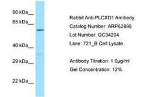 Image no. 1 for anti-Phosphatidylinositol-Specific phospholipase C, X Domain Containing 1 (PLCXD1) (AA 220-269) antibody (ABIN6749957)