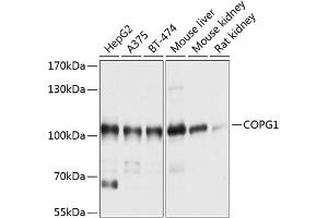 Western blot analysis of extracts of various cell lines, using COPG1 antibody (ABIN6129672, ABIN6138875, ABIN6138876 and ABIN6214841) at 1:1000 dilution. (COPG anticorps  (AA 555-874))