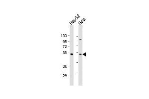 All lanes : Anti-ZFP2 Antibody (C-Term) at 1:2000 dilution Lane 1: HepG2 whole cell lysate Lane 2: Hela whole cell lysate Lysates/proteins at 20 μg per lane.