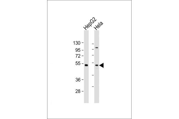 ZFP2 anticorps  (AA 379-411)