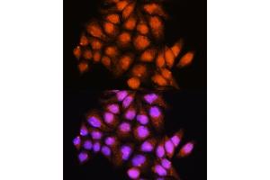 Immunofluorescence analysis of HeLa cells using ADK Rabbit pAb (ABIN7265463) at dilution of 1:100. (ADK anticorps  (AA 200-345))