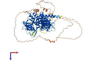 AlphaFold protein structure predicition of Mouse Recombinant Ttll11 Protein, UniprotID A4Q9F4