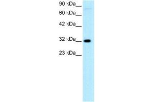 WB Suggested Anti-MEOX1 Antibody Titration:  0.