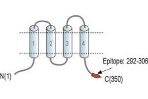 anti-Calcium Homeostasis Modulator 3 (CALHM3) (AA 292-306), (C-Term), (Intracellular) antibody