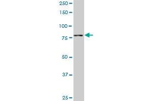 TTF2 monoclonal antibody (M06), clone 1E8.