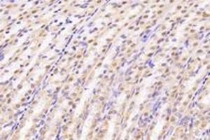 Immunohistochemistry analysis of paraffin-embedded rat stomach using,UCKL1 (ABIN7076157) at dilution of 1: 4000