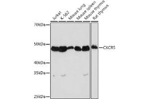 Western blot analysis of extracts of various cell lines, using CXCR5 Rabbit mAb (ABIN7266321) at 1:1000 dilution. (CXCR5 anticorps)