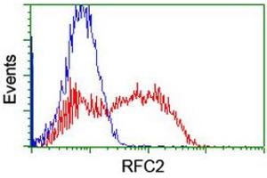 Image no. 2 for anti-Replication Factor C (Activator 1) 2, 40kDa (RFC2) antibody (ABIN1500671)