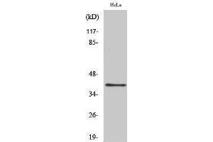 Western Blotting (WB) image for anti-Pyrimidinergic Receptor P2Y, G-Protein Coupled, 4 (P2RY4) (Internal Region) antibody (ABIN3186251) (P2RY4 anticorps  (Internal Region))