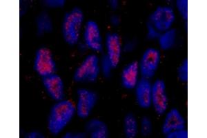 Immunofluorescence (IF) image for anti-Mastermind-Like 2 (MAML2) (C-Term) antibody (ABIN7448985)