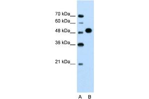 WB Suggested Anti-MKRN1 Antibody Titration:  1. (MKRN1 anticorps  (N-Term))