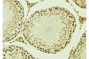 ABIN6276947 at 1/100 staining Mouse testis tissue by IHC-P. (RUVBL2 anticorps  (Internal Region))