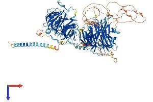 AlphaFold protein structure predicition of Human Recombinant STXBP5 Protein, UniprotID Q5T5C0