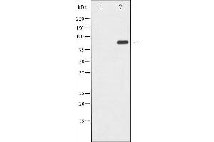 Western blot analysis of GluR2 expression in Mouse brain tissue lysates,The lane on the left is treated with the antigen-specific peptide. (GRIA2 anticorps  (C-Term))
