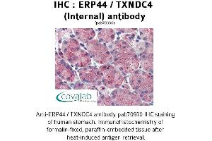 Image no. 2 for anti-Endoplasmic Reticulum Protein 44 (ERP44) (Internal Region) antibody (ABIN1734141) (ERP44 anticorps  (Internal Region))