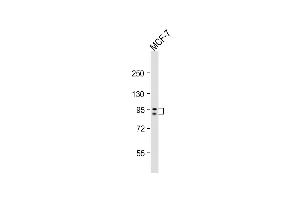 Anti-GSN Antibody (N-term)at 1:2000 dilution + MCF-7 whole cell lysates Lysates/proteins at 20 μg per lane. (Gelsolin anticorps  (N-Term))