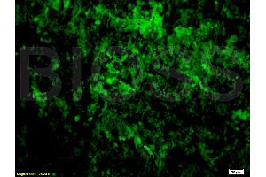 Immunofluorescence (IF) image for anti-Tumor Necrosis Factor alpha (TNF alpha) antibody (ABIN722481)