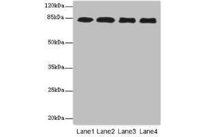 Western blot All lanes: EPS15L1antibody at 4. (EPS15L1 anticorps  (AA 585-864))
