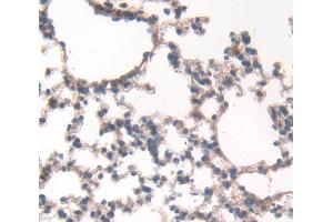IHC-P analysis of Mouse Tissue, with DAB staining.