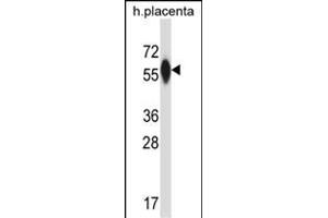 P4HA3 Antibody (Center) (ABIN657608 and ABIN2846605) western blot analysis in human placenta tissue lysates (35 μg/lane). (P4HA3 anticorps  (AA 274-303))