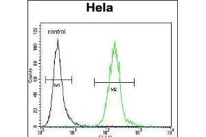 LDLRAD2 Antibody (Center) (ABIN656521 and ABIN2845790) flow cytometric analysis of Hela cells (right histogram) compared to a negative control cell (left histogram).