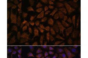 Immunofluorescence analysis of L929 cells using PPP2R5D Polyclonal Antibody at dilution of 1:100. (PPP2R5D anticorps)