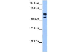 WB Suggested Anti-DEAF1 Antibody Titration:  0. (DEAF1 anticorps  (N-Term))