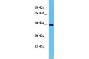 Western Blotting (WB) image for anti-Olfactory Receptor, Family 5, Subfamily T, Member 2 (OR5T2) (C-Term) antibody (ABIN2774565)