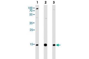 Western blot analysis of Lane 1: Hela cell line lysates Lane 2: THP-1 cell line lysates Lane 3: A431 cell line lysates reacted with VAMP8 monoclonal antibody  at 1:1000 dilution. (VAMP8 anticorps  (N-Term))