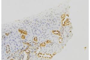 ABIN6279655 at 1/100 staining Mouse kidney tissue by IHC-P. (PIGC anticorps  (Internal Region))