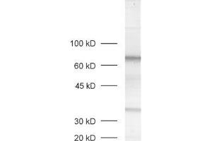 dilution: 1 : 1000, sample: rat retina extract (MPP4 anticorps  (AA 197-216))