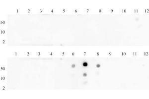 Histone H3 dimethyl Lys27 antibody (pAb) tested by dot blot analysis. (Histone 3 anticorps  (H3K27me2))